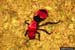velvet ant